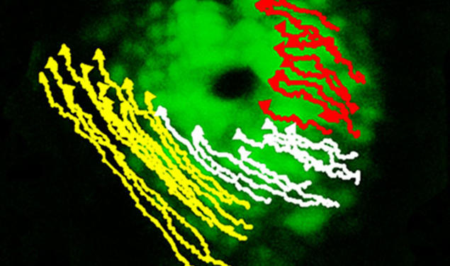 The early signs of asymmetry in the developing zebrafish heart can be seen as the cells on the left (marked in yellow) move differently than those on the right (marked in red).