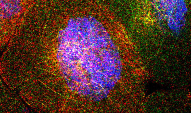 The fruit fly ovary consists of about 100 egg chambers. Each chamber contains 15 "nurse cells." These surround the oocyte, or egg cell, which ultimately will develop into a baby fruit fly. The nurse cells synthesize RNA molecules that are ultimately depos