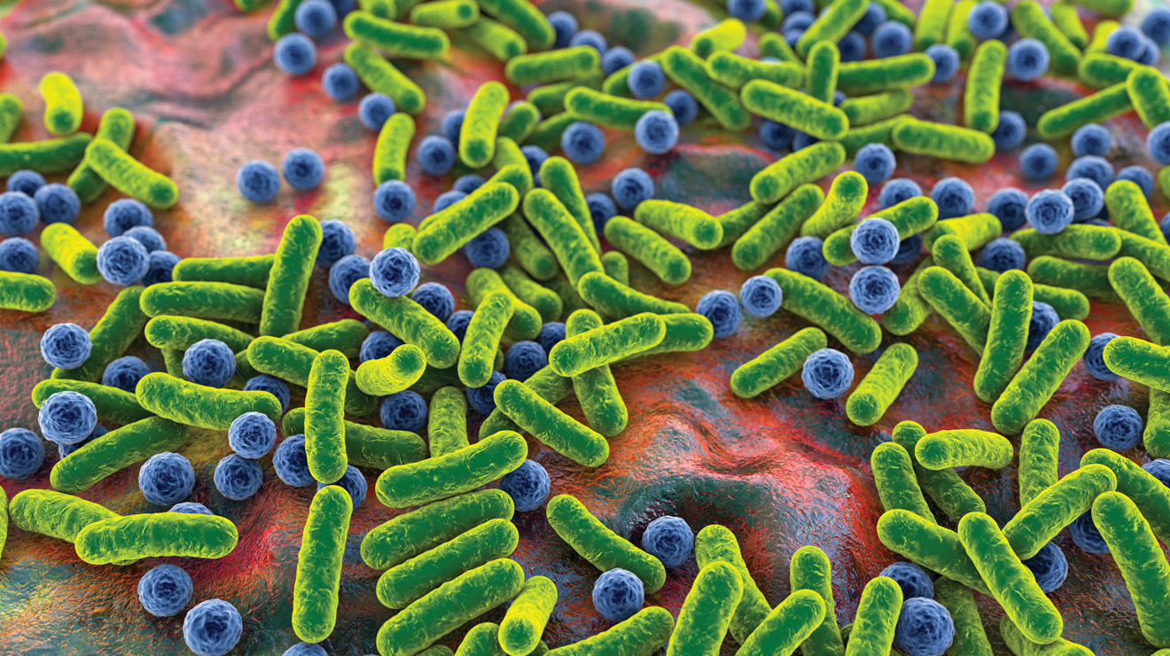 MICROBIOME_bacteria.jpg electron microscope image of bacteria