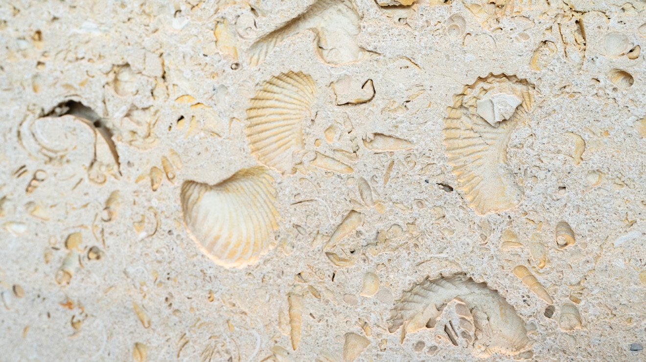 ES AND SEAS_Fossils.jpg Briger may not have Guyot’s gargoyles, but its fossil-filled limestone walls offer a tangible link to the past