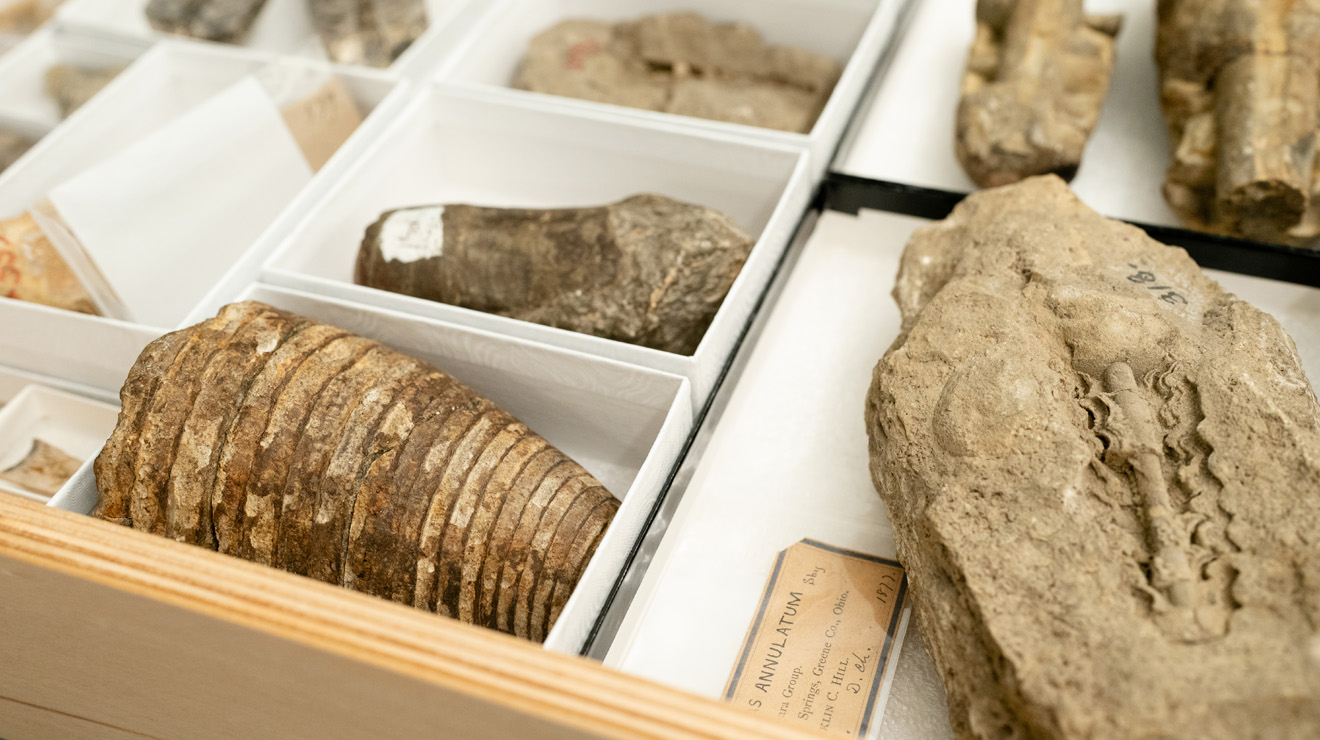 ES AND SEAS_Sorting Fossils.jpg Jack Wilson, a fossil preparator and field anthropologist in geosciences, reorganizes the department’s teaching collection.