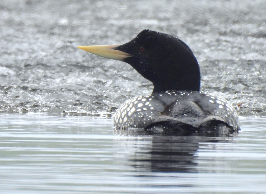 A close-up of a yellow-billed loon in the water. 