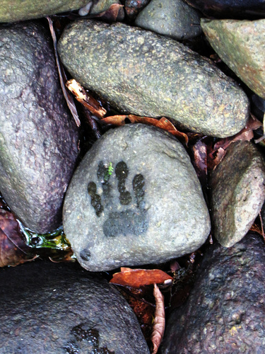 "This is a photograph of the right paw print of a Bioko drill (Mandrillus leucophaeus poensis) taken during primate census at the Gran Caldera, Bioko Island, Equatorial Guinea. "Bushmeat hunting for drills and their consequent evasion of humans means the 