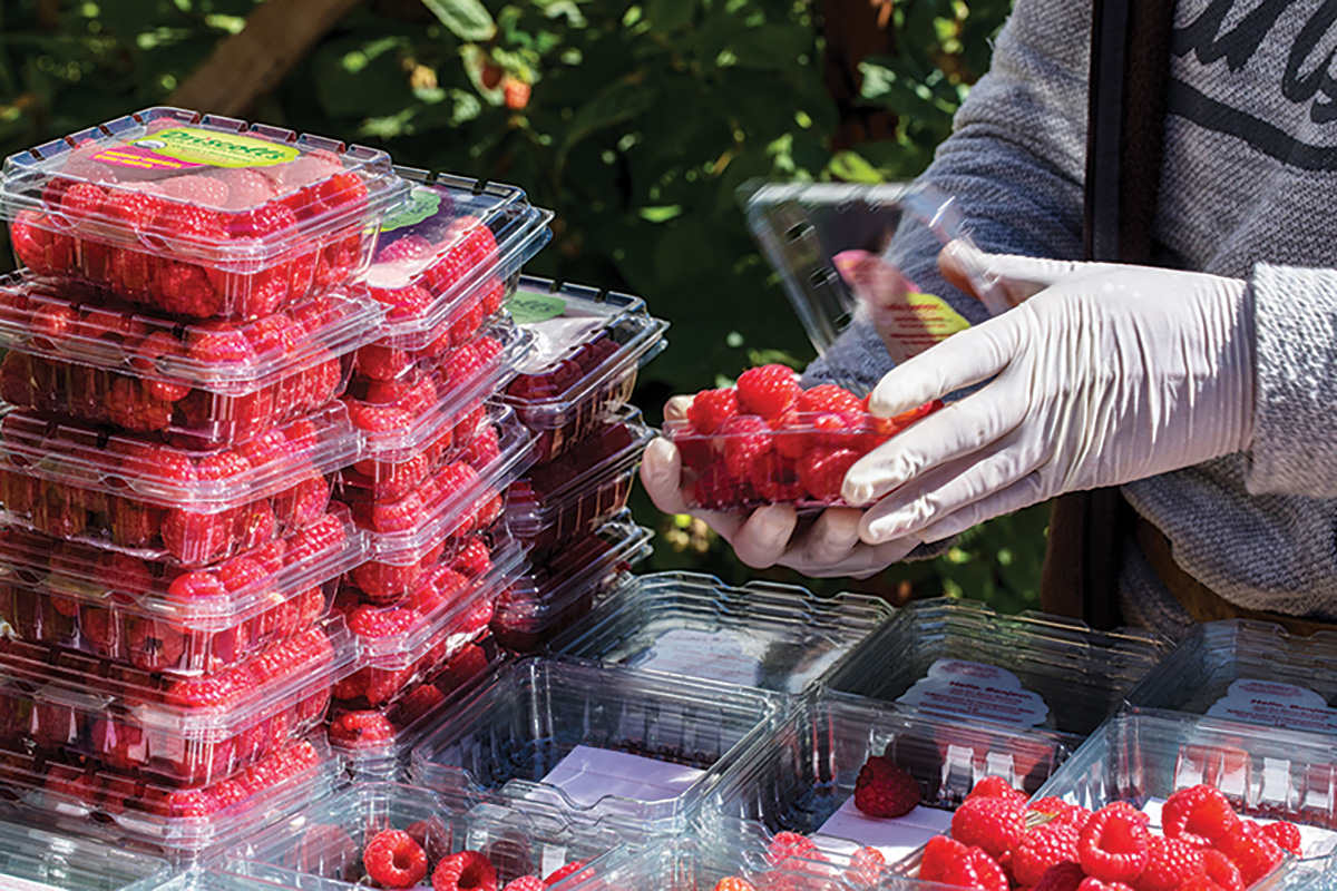 DRISCOLLS_Driscolls field day one-2064_CC_190402 copy 2.jpg Raspberries are packaged