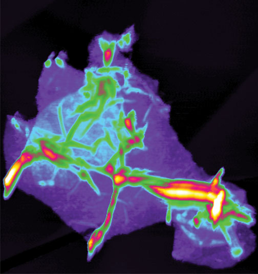 Graphene sheets wrinkle when separated, as seen in this topographical image produced by an atomic-force microscope.