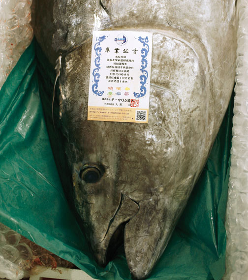 A bluefin tuna