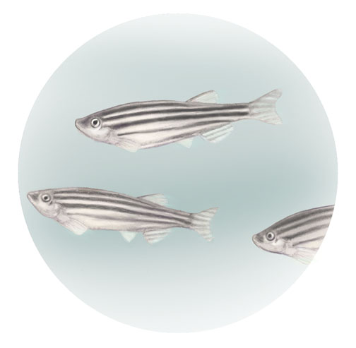 LOM-danio-rerio.jpg