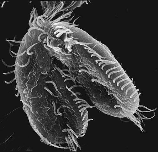 Two Oxytricha cells mating.