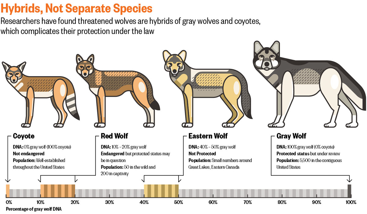 red wolf vs gray wolf