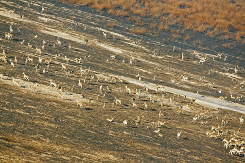 A herd of reedbuck on the floodplain of Lake Urema in Mozambique's Gorongosa National Park in July 2012.