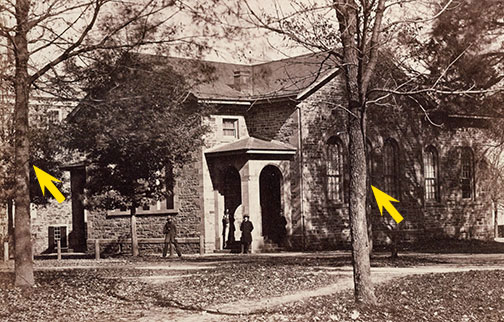 Trees-CannonGreenBoxMP28-Item-1531.jpg 1860