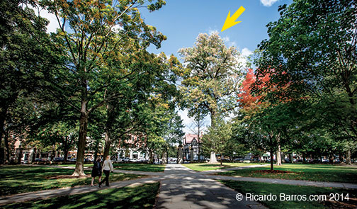 Trees-FrontCampus130926_006.jpg