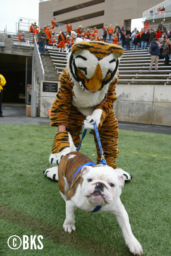 J86 GROWLING BULLDOG IN VERY EARLY FOOTBALL HELMET AND DOG SHOULDER PADS