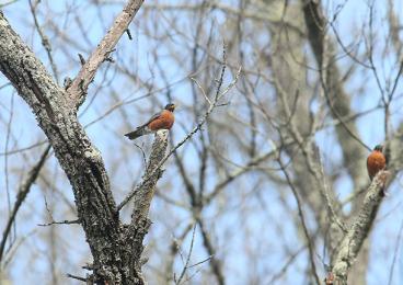 Two robins sit in a tree with no leaves.