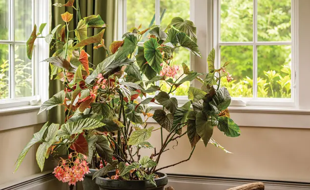 Einstein’s Begonia Einstein’s Begonia