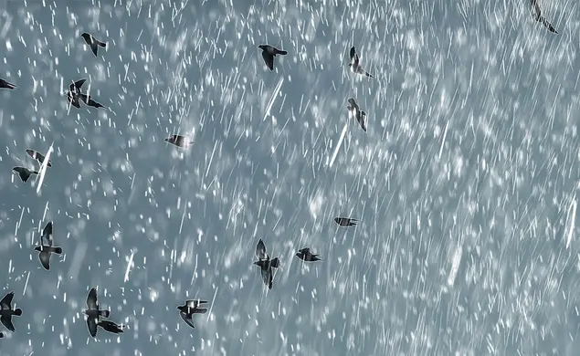 Poet Gordon Walmsley ’71 Found His Voice in Denmark