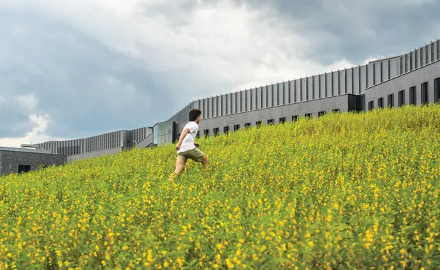 Princeton Landscaping Goes Back to the Wild With Native Plants