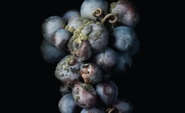 Degenerative Realism.jpg