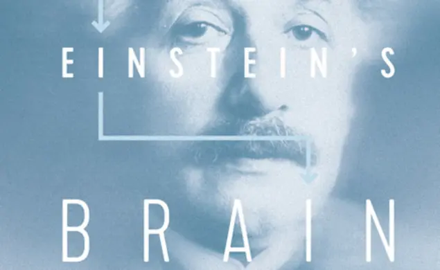 Einstein's brain.jpg