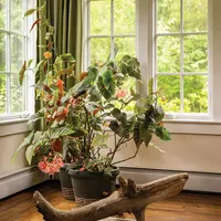 Einstein’s Begonia