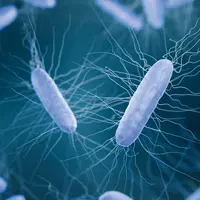 C. Diff Bacteria Can Weaken the Sick, But a Princeton Chemist Found a Fix