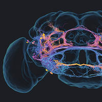 Research Photo: The Brain of a Singing Fruit Fly