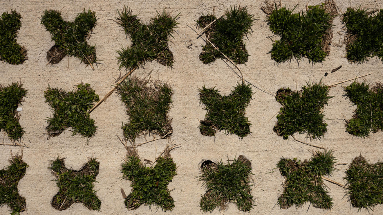 A concrete walkway with designs cut in the path to allow grass to grow up in the concrete walkway