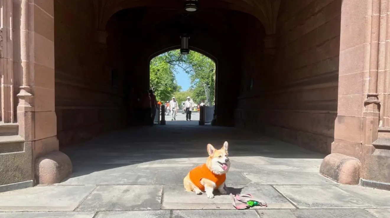A corgi wearing an orange jacket sits at the entrance to East Pyne.