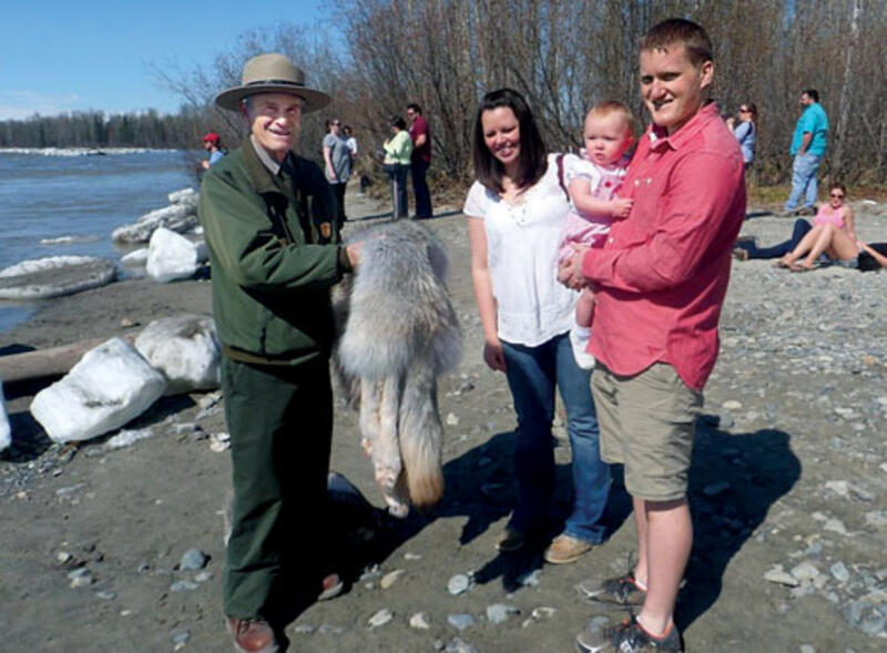 Jay Katzen &rsquo;58 shows a wolf pelt to visitors on a nature walk in Alaska&rsquo;s Denali National Park.