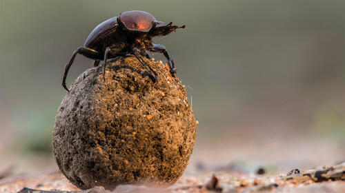 Dung beetle rolling a ball of dung