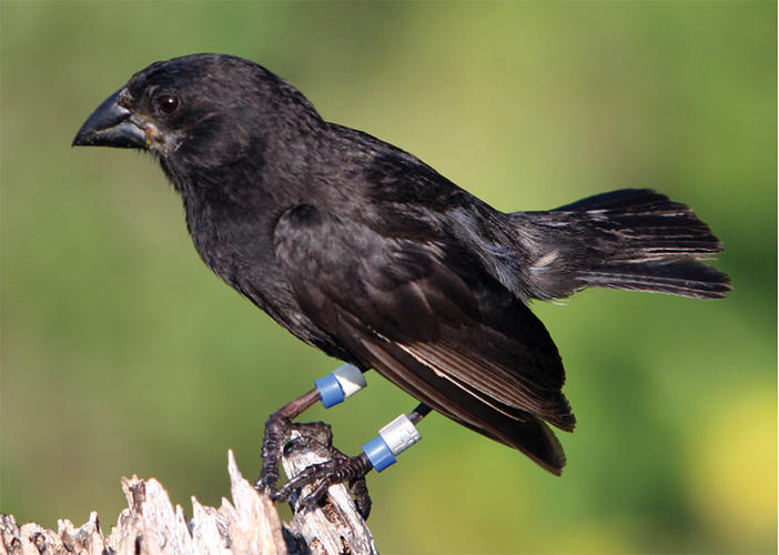 a black colored finch