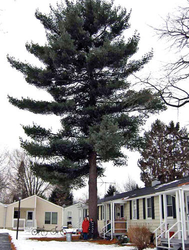 Butler resident Lorenz E.A. Eitner *52 planted a sapling in 1947 to celebrate the birth of his daughter. In 2003, Eitner’s son-in-law, Bill Neidig ’70, photographed his wife and daughter — Eitner’s 