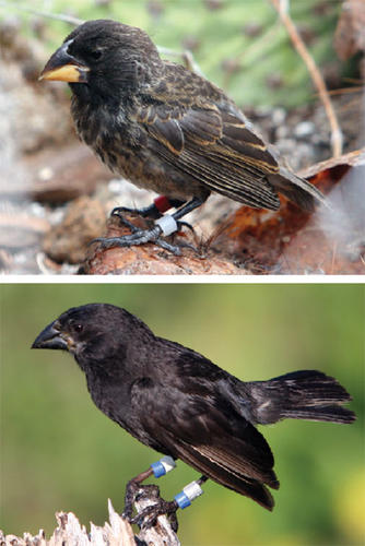 In 1981, a new bird — the Big Bird — arrived on Daphne; one is shown at top. Though still immature, it had a beak that was larger and blunter than a typical medium ground finch, shown above. A prolonged drought opened room in the ecosystem for a new, 