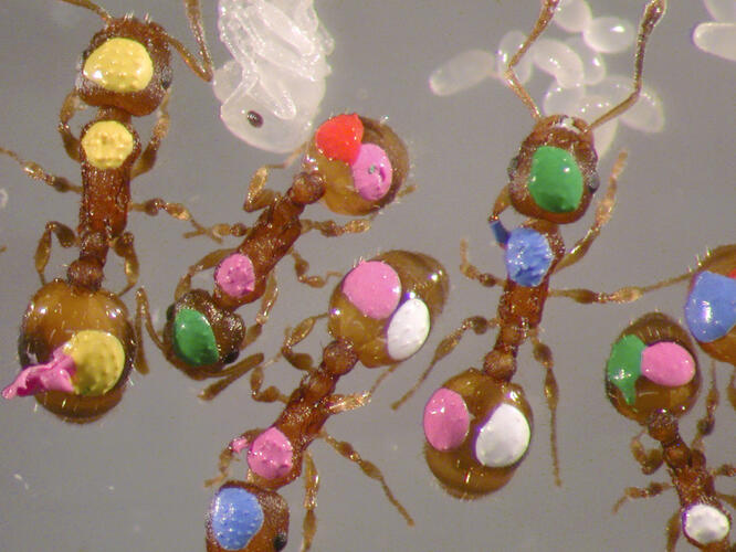 Painted_Ants_lr.jpg Ant colonies generally lack members who act as leaders; yet they are remarkably organized. Each worker applies simple decision rules to limited knowledge and exchanges information with neighbors using rudimentary cues and signals. Complex nests are built,