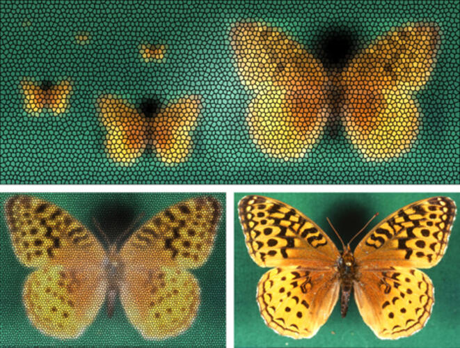 The_Orange_and_the_Black_lr.jpg Ever wonder what the world looks like from a butterfly’s point of view? Here is a compound-eye view of how a Great Spangled Fritillary Butterfly sees another Great Spangled Fritillary Butterfly, from different distances. In the upper left, the second Fr