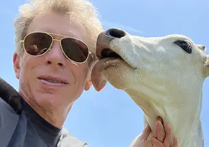 A cow licks Greg Berns’s face. 