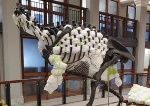 allosaurus skeleton stuff with protective padding before being removed