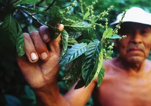 A Kokama shaman from Peru gathers leaves for the psychoactive brew known as ayahuasca.