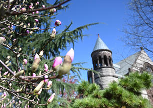 A flowering magnolia tree with a Princeton building in the background.