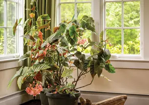 Large Begonia plant in pot in the corner of Stew and Norm Smith's home