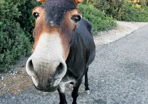 A feral donkey