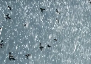 Illustration of birds flying in a grey sky