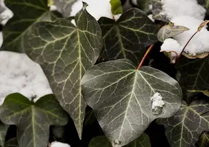 Ivy leaves pictured up close with snow on them.