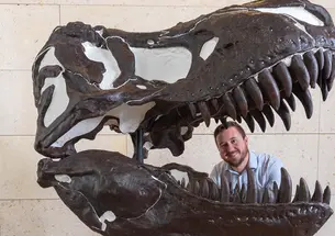 RESEARCH_Nanotyrannus.jpg A new study led by Princeton and the Cleveland Museum of Natural History found Nanotyrannus is its own species. It was previously believed to be a juvenile T. rex based on the discovery of a small skull found in 1942. Christopher Griffin, an assistant professor of geosciences at Princeton and lead scientist on the project, is an expert in age-dating dinosaur bones. He was able to confirm the new species by cutting into the hyoid bone, which is located in the neck, to reveal that the skull belonged to an adu