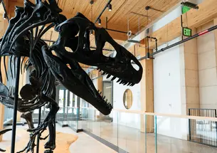 Princeton’s Allosaurus has moved from Guyot to the new Briger Hall