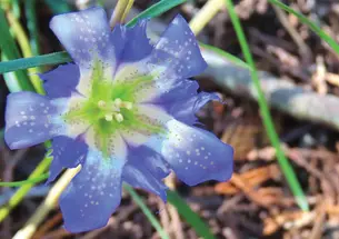 OTC_Student Dispatch Pine Barrens.jpg Pine Barren Gentian