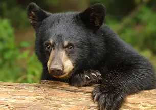 A black bear.