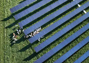 Sheep grazing below solar panels