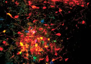 Brainbow.jpg