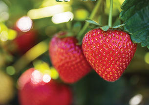 Strawberries
